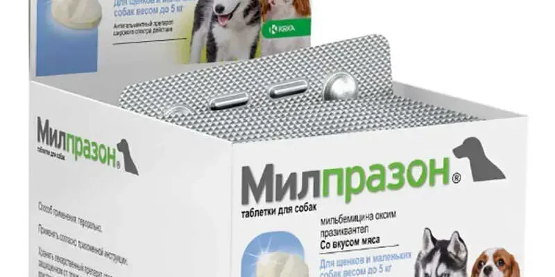 Ефективні таблетки від сказу для собак: найкращі засоби та поради