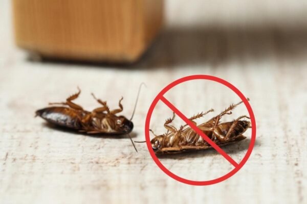 Ефективні таблетки від тарганів: як обрати найкращий засіб для дому