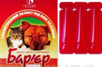 Ефективні засоби: ампула від бліх для собак та котів