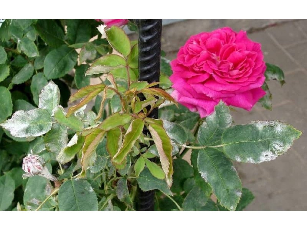 Борошниста роса на трояндах — симптоми, профілактика та лікування ...