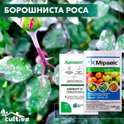 Ефективні засоби боротьби з борошнистою росою на трояндах