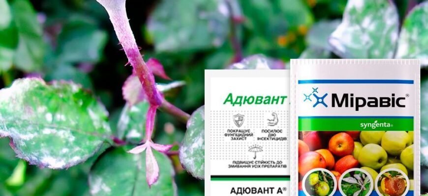 Ефективні засоби боротьби з борошнистою росою на трояндах