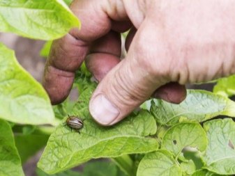 Боремося з колорадським жуком за допомогою народних методів ...