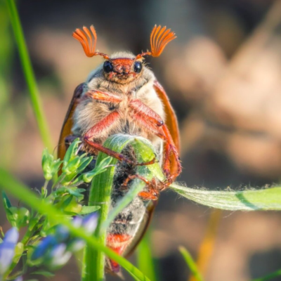 Ефективні засоби боротьби з личинками хруща: поради та рекомендації Ефективні засоби боротьби з личинками хруща: поради та рекомендації