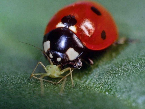 Купити Інсектициди від Попелиці на CULTIVA