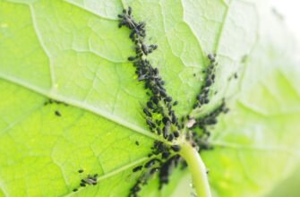 Ефективні засоби боротьби з попелицею: як захистити ваш сад