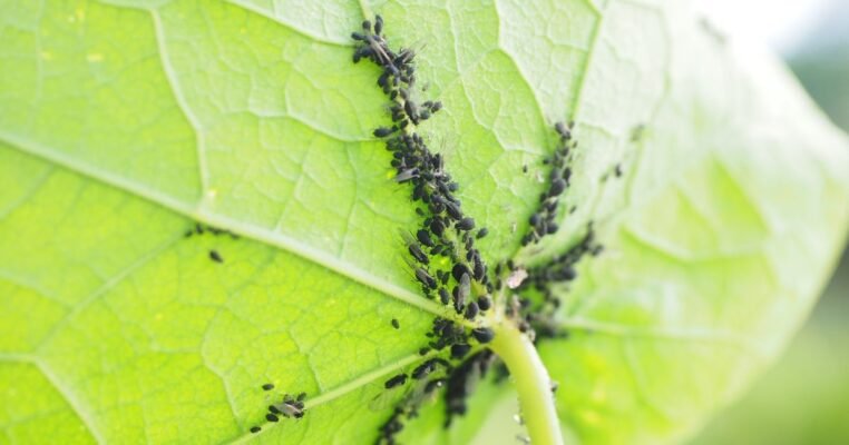 Ефективні засоби боротьби з попелицею: як захистити ваш сад