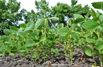 Ефективні засоби для боротьби з бур’янами в посівах сої: чим кропити?