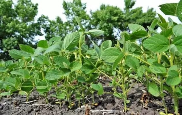 Ефективні засоби для боротьби з бур’янами в посівах сої: чим кропити?