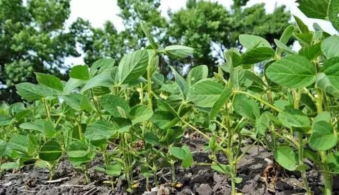 Ефективні засоби для боротьби з бур’янами в посівах сої: чим кропити?