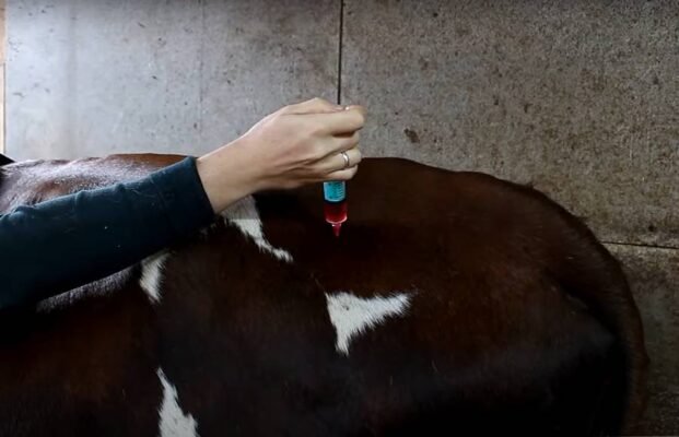 Ефективні засоби для лікування мотилиці у корів: поради та рекомендації