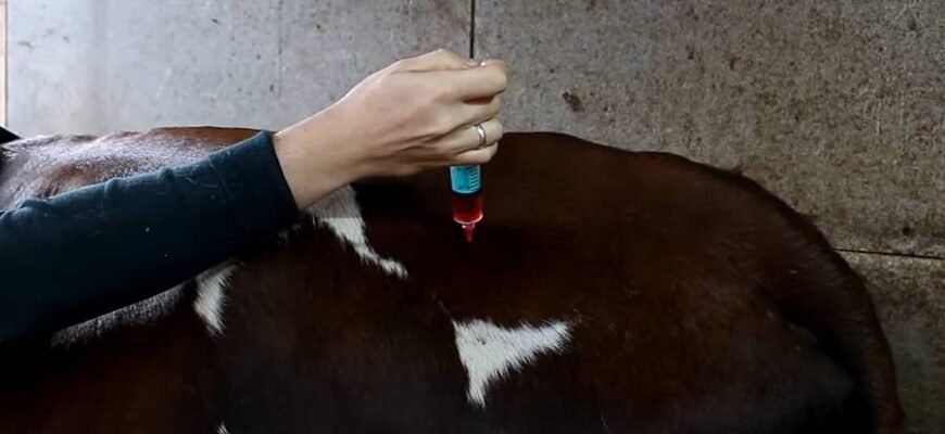 Ефективні засоби для лікування мотилиці у корів: поради та рекомендації
