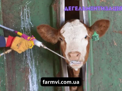 Дегельмінтизація корів: як правильно позбутися паразитів і ...