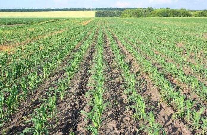 Досходовий період кукурудзи: правильне внесення гербіцидів для ...