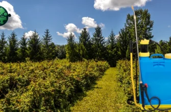 Ефективні засоби для обробки малини від бур’янів: поради та рекомендації