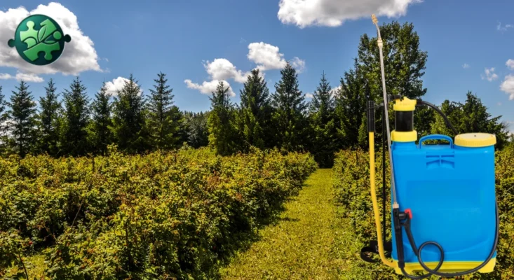 Ефективні засоби для обробки малини від бур’янів: поради та рекомендації