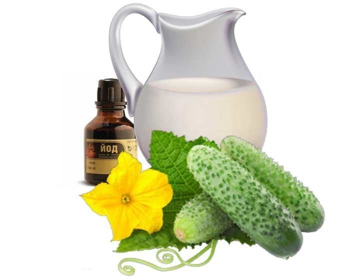 Обробка огірків розчином йоду та молока: для захисту та ...