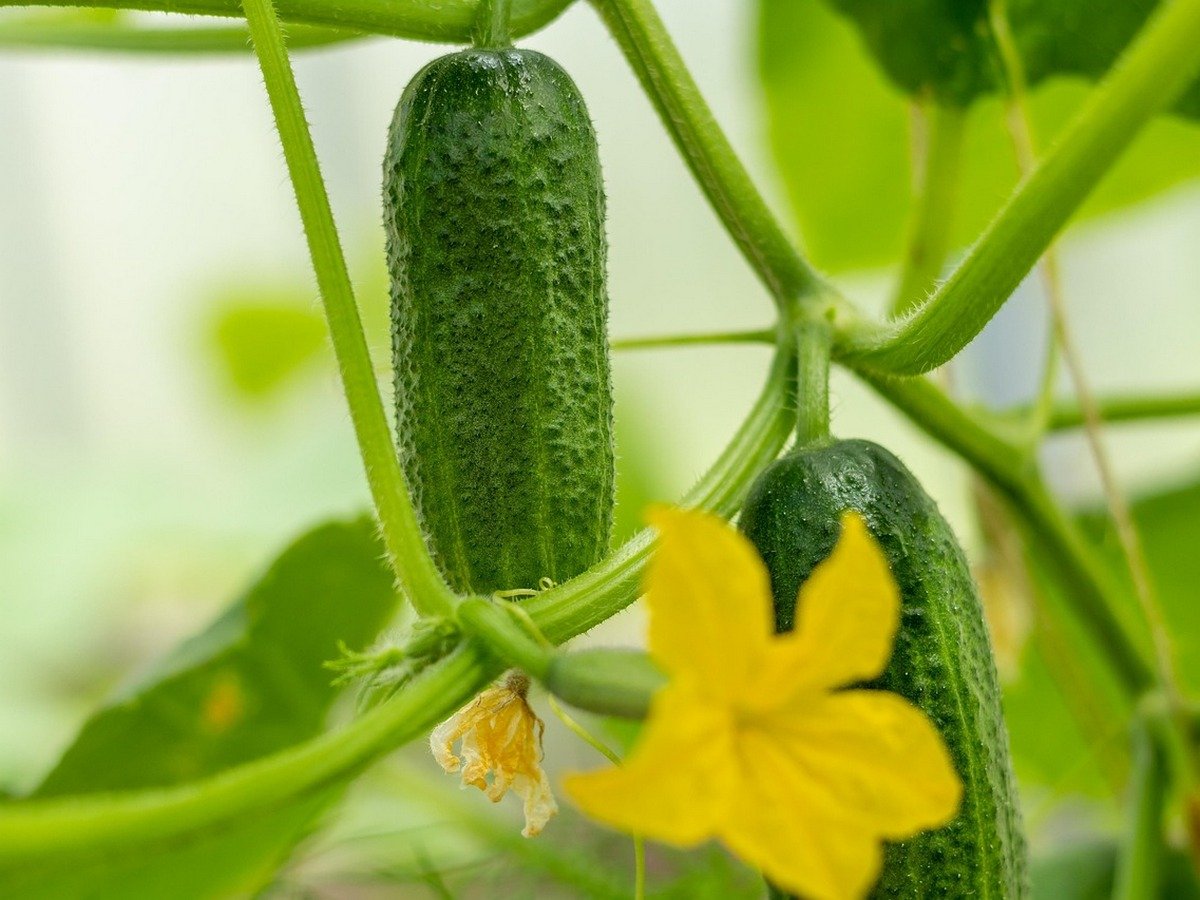 Чим обробити огірки при пероноспорозі | «ФАКТИ»