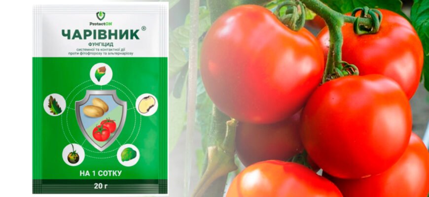 Ефективні засоби для обробки помідорів від фітофтори: що вибрати?