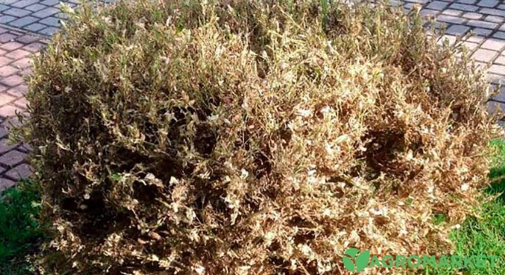 Шкідники самшиту - корисні статті про садівництво від Agro-Market