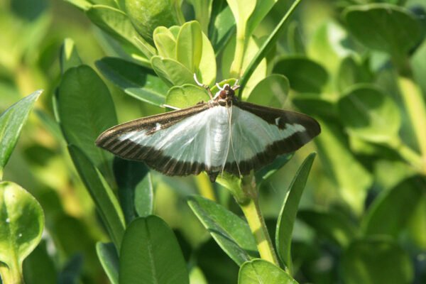 Ефективні засоби обробки самшиту від вогнівки в домашніх умовах
