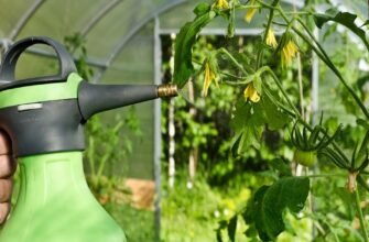 Ефективні засоби проти фітофтори: як захистити ваші рослини