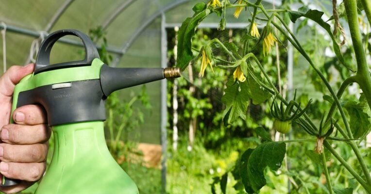 Ефективні засоби проти фітофтори: як захистити ваші рослини