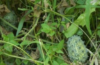 Ефективні засоби проти гусениці: огляд сучасних методів боротьби