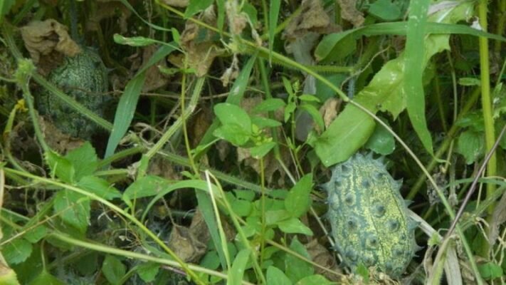 Ефективні засоби проти гусениці: огляд сучасних методів боротьби