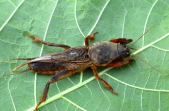 Ефективні засоби проти ведмедки: як успішно позбутися шкідника