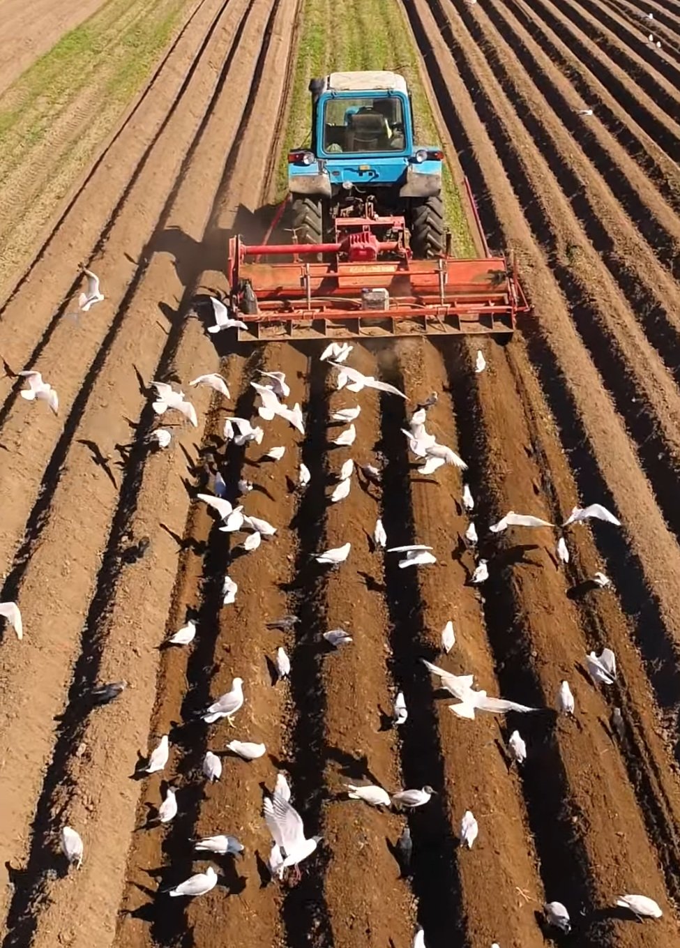 Методи та способи захисту рослин, сільське господарство