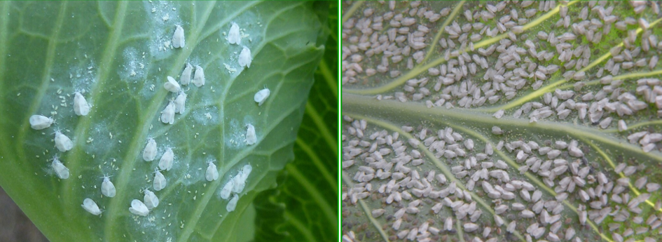 Білокрилка. Як захиститися? | Сингента Україна