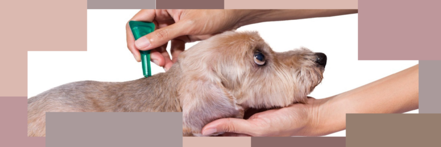 Ефективні засоби від бліх: обираємо найкращий захист для вашого улюбленця