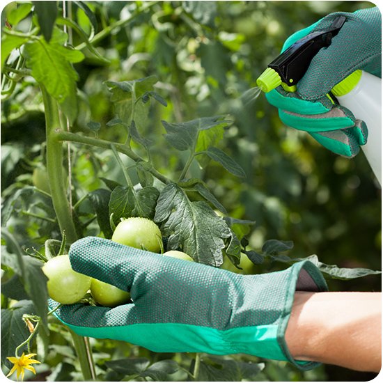 Фітофтора: як врятувати пасльонові від фітофторозу – томати ...