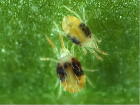 Боротьба з павутинним кліщем у теплиці