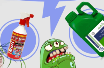 Ефективні засоби від цвілі: як обрати найкращий варіант для дому