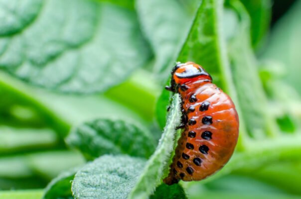 Ефективні засоби захисту від колорадського жука: огляд та поради
