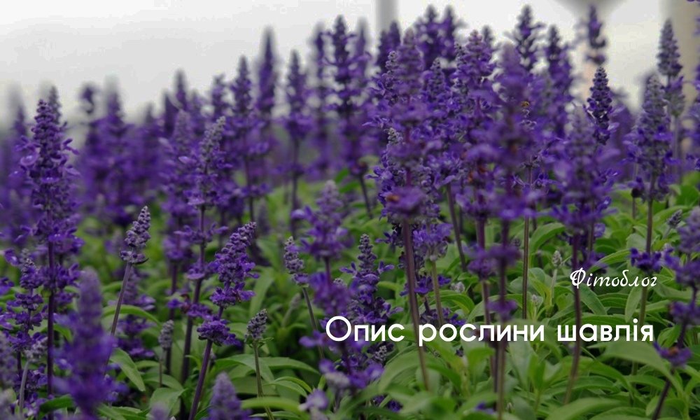 Антивір® Бронхо (таблетки для розсмоктування) - ціна, відгуки ...