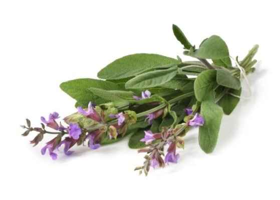 Ефективність шавлії при кашлю: природний засіб для вашого здоров’я