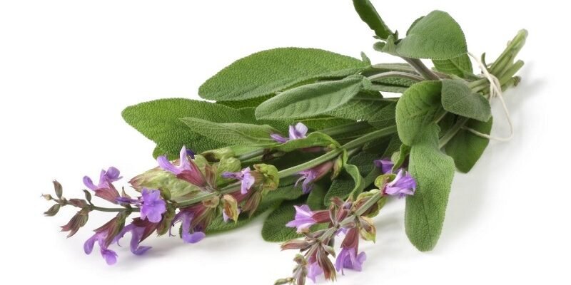 Ефективність шавлії при кашлю: природний засіб для вашого здоров’я