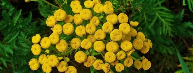 Применение пижмы от паразитов - польза, способы, рецепты.