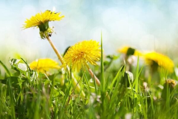 Ефективний гербіцид для усунення кульбаби з вашого газону