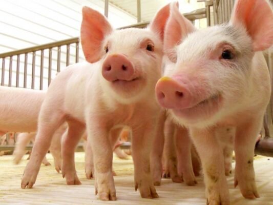 Ефективний порошок для свиней від проносу: висока якість і надійність