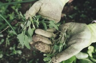 Ефективний препарат від бур’янів: як обрати найкращий засіб для саду