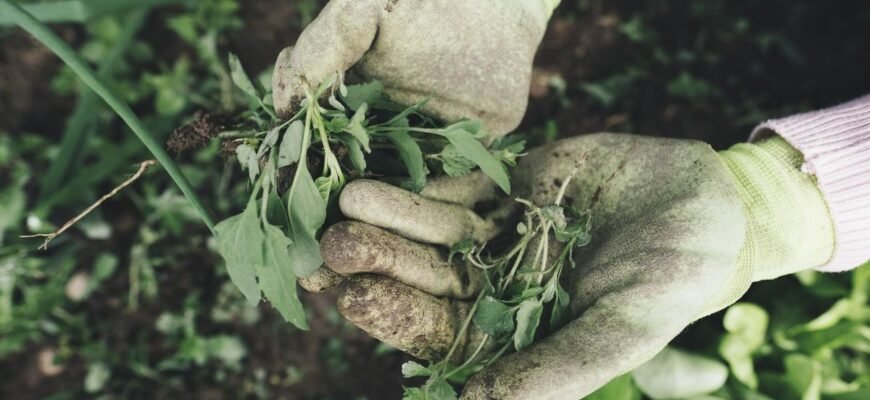 Ефективний препарат від бур’янів: як обрати найкращий засіб для саду