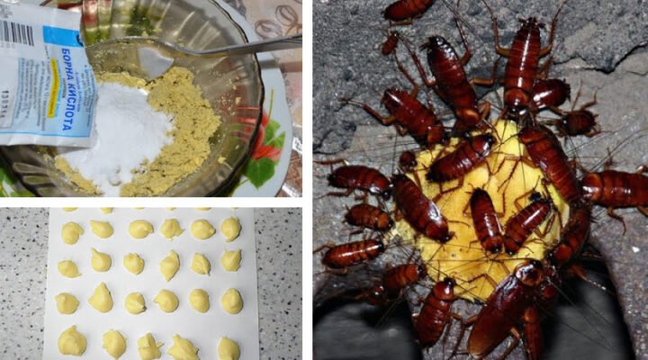 Ефективний рецепт: борна кислота з яйцем проти тарганів – покрокова інструкція