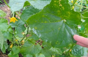 Ефективний захист огірків: боротьба з хворобами та шкідниками