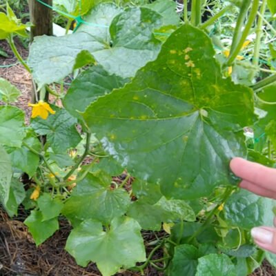 Ефективний захист огірків: боротьба з хворобами та шкідниками