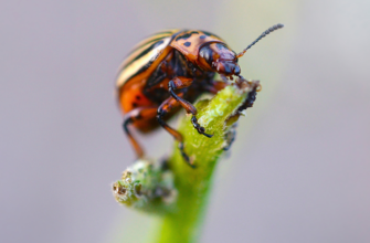 Ефективний захист рослин: боротьба з атакою білокрилки на ділянці