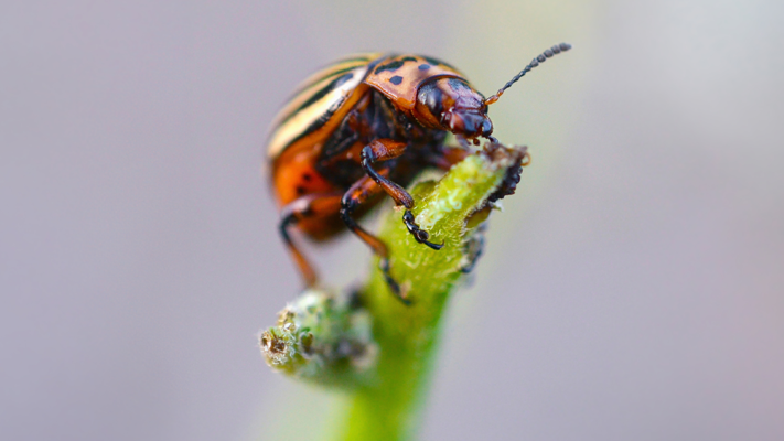 Ефективний захист рослин: боротьба з атакою білокрилки на ділянці
